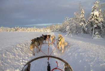 Dog sledding excursion to the foot of Avachinsky volcano