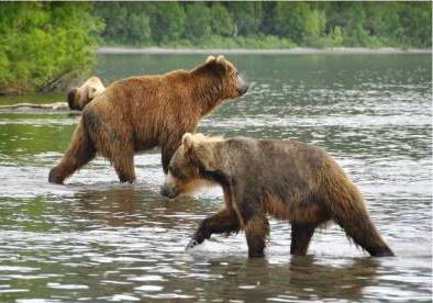 Bears on Kuril Lake